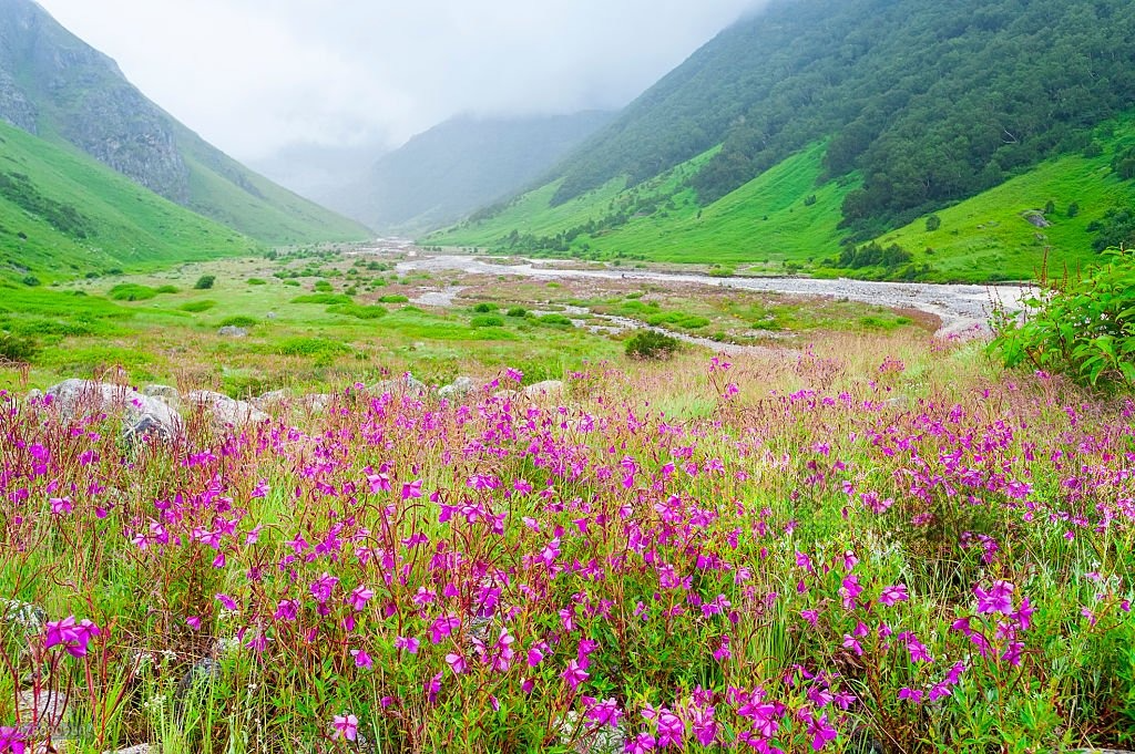 Valley of Flowers